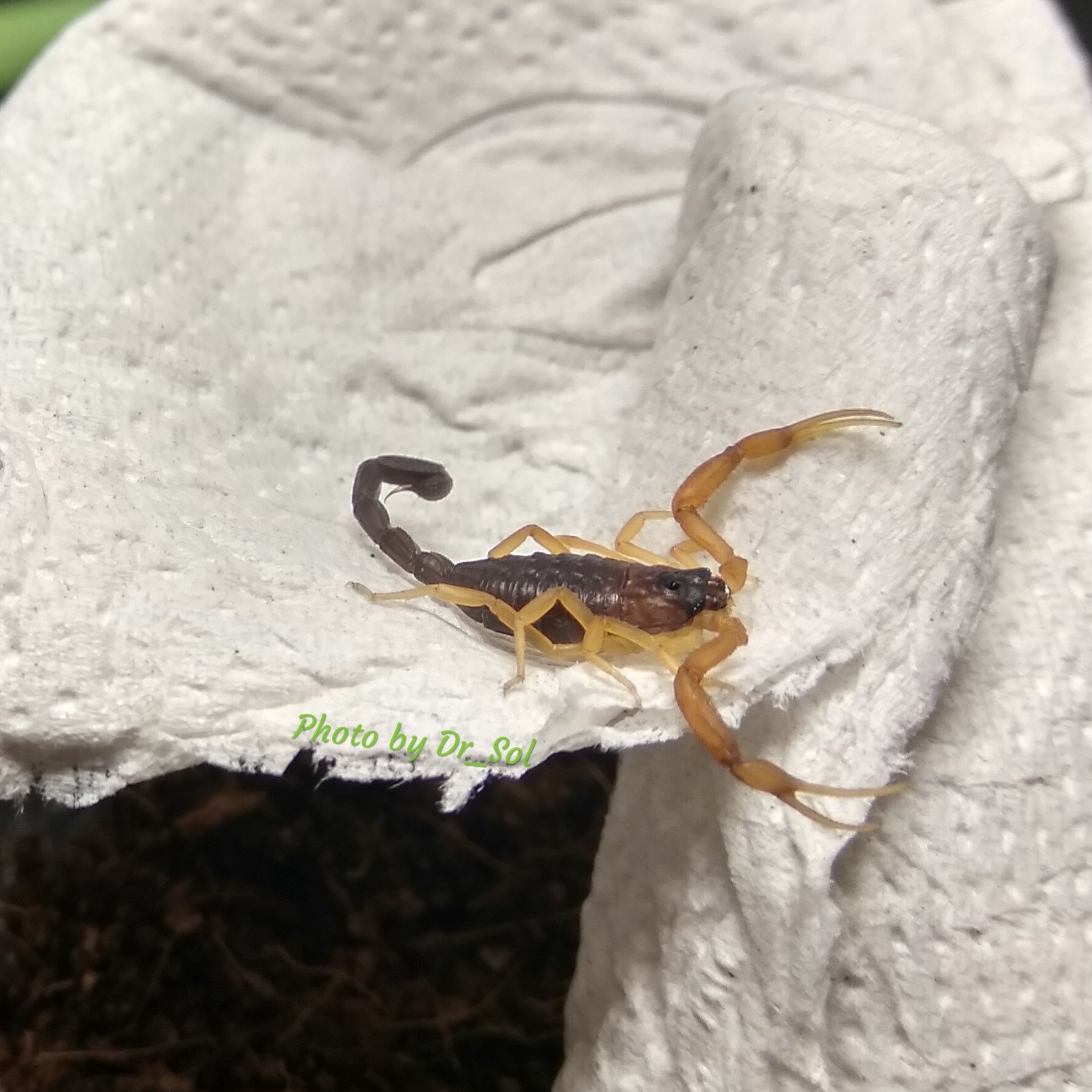 Scorpios. Updated post. - My, Scorpion, Milota, Pets, Pet, Arachnophobia, Longpost