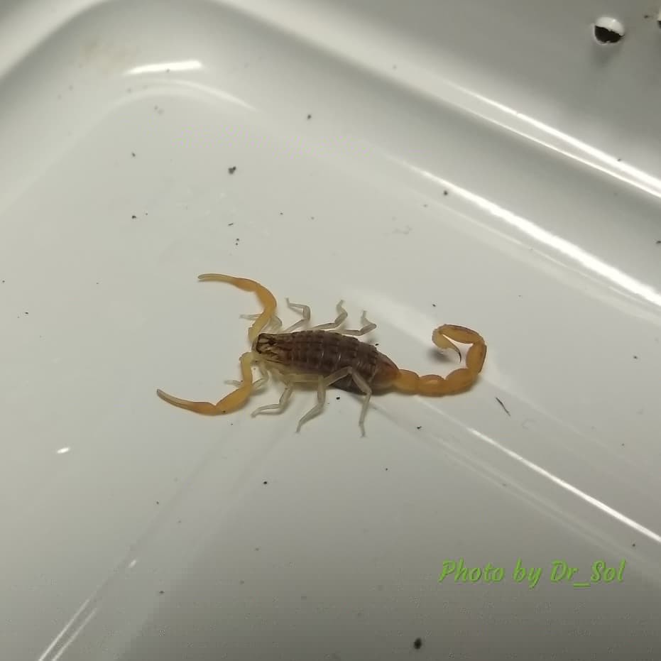 Scorpios. Updated post. - My, Scorpion, Milota, Pets, Pet, Arachnophobia, Longpost