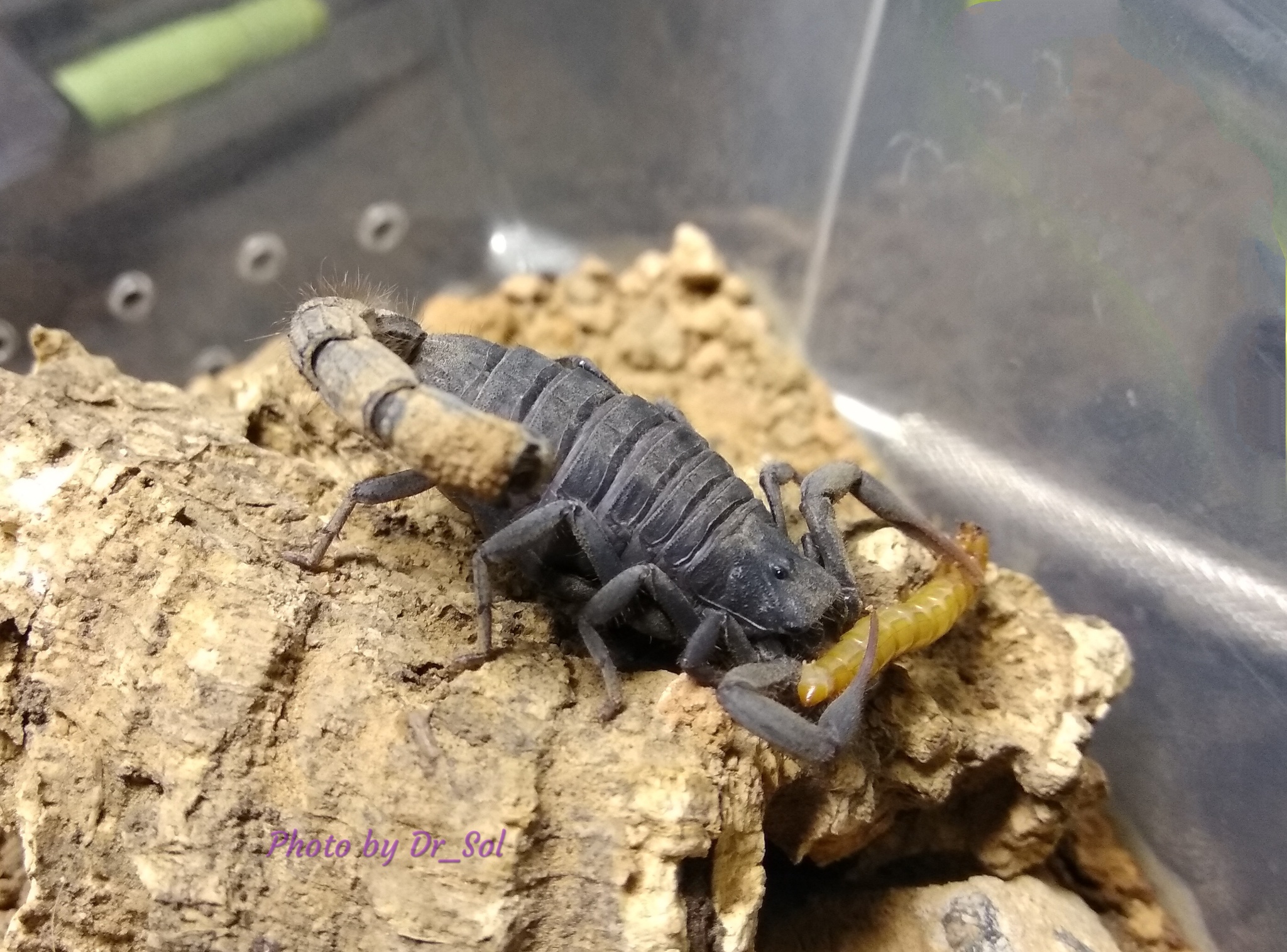 Scorpios. Updated post. - My, Scorpion, Milota, Pets, Pet, Arachnophobia, Longpost