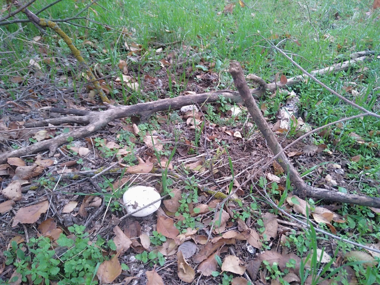 Silent hunting again Volgodonsk - My, Silent hunt, Mushrooms, Tricholoma, Longpost