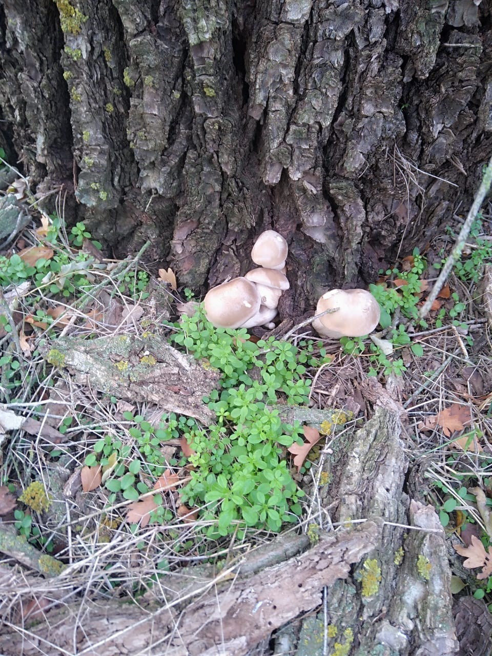 Silent hunting again Volgodonsk - My, Silent hunt, Mushrooms, Tricholoma, Longpost