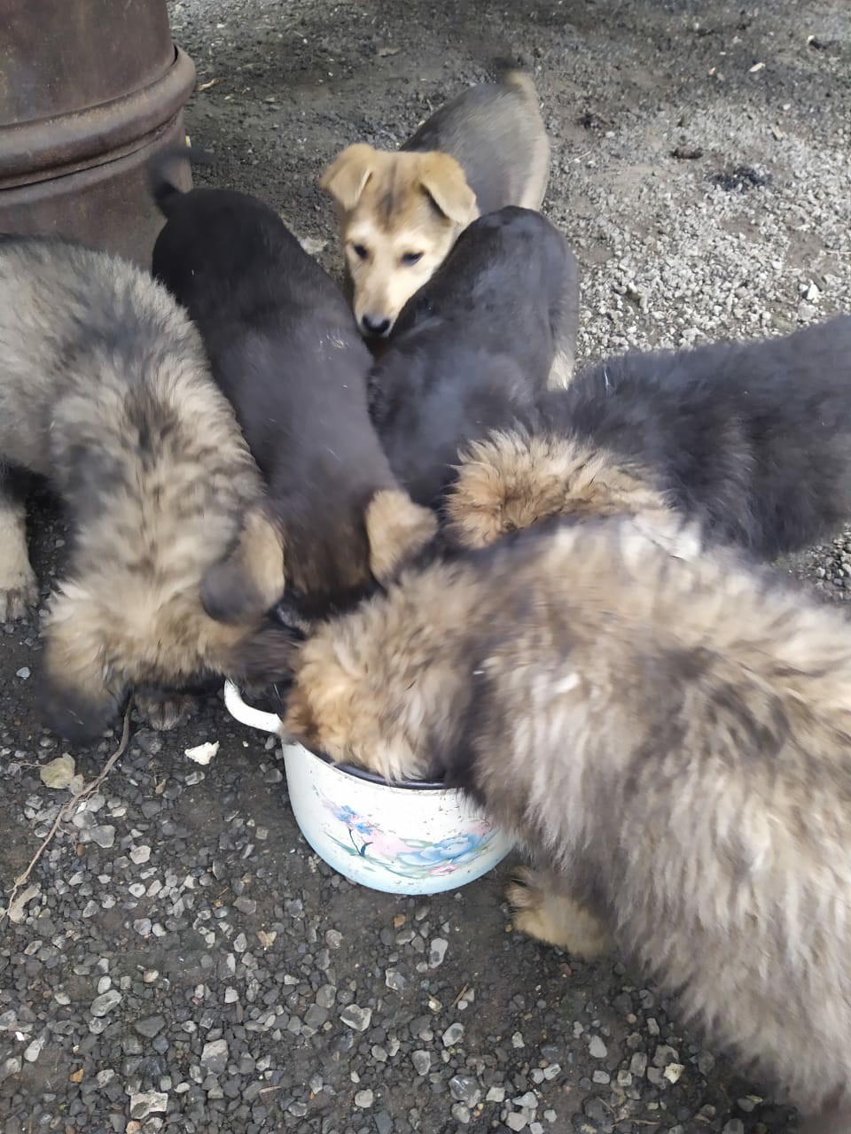 Puppies are looking for a home, Kazan. - Kazan, Puppies, In good hands, Kindness, No rating, Longpost, Dog