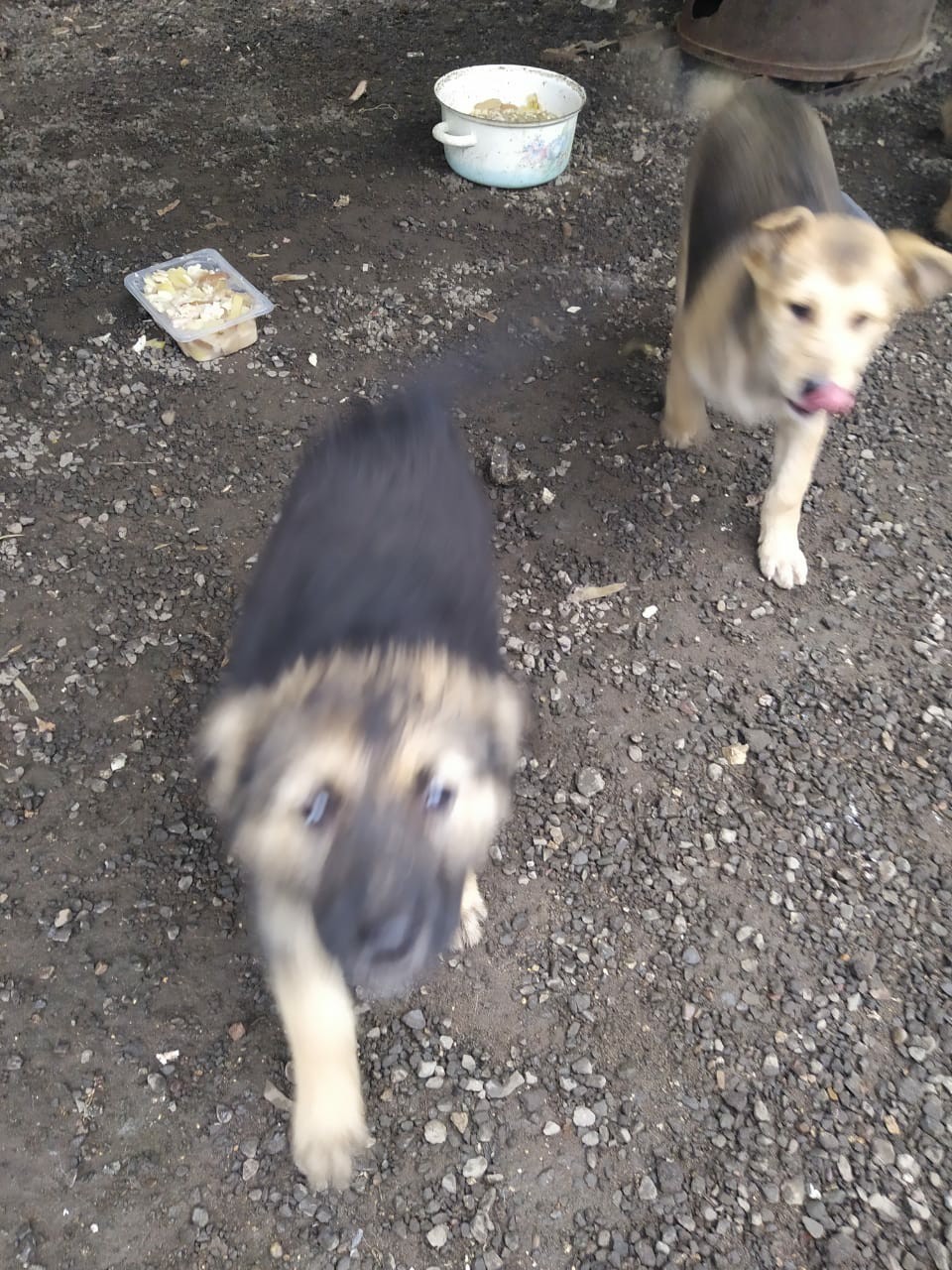 Puppies are looking for a home, Kazan. - Kazan, Puppies, In good hands, Kindness, No rating, Longpost, Dog