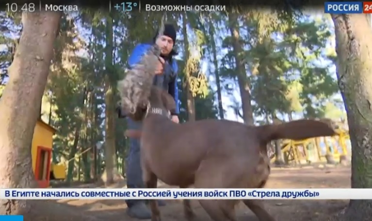 After the release of a story about an illegal animal farm, hunters “mined” the building of a famous TV channel - My, Animal protection, Bullying, Animal abuse, Reserves and sanctuaries, Moscow region, Longpost, Hunting, Video, Negative