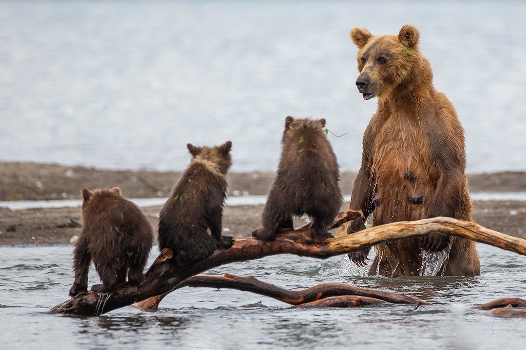 At a fishing lesson - The photo, Animals, The Bears, Young, Photographer Denis Budkov