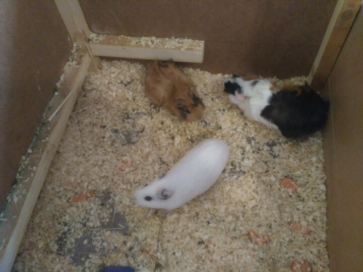 Aviary for pigs - Longpost, With your own hands, Guinea pig, My