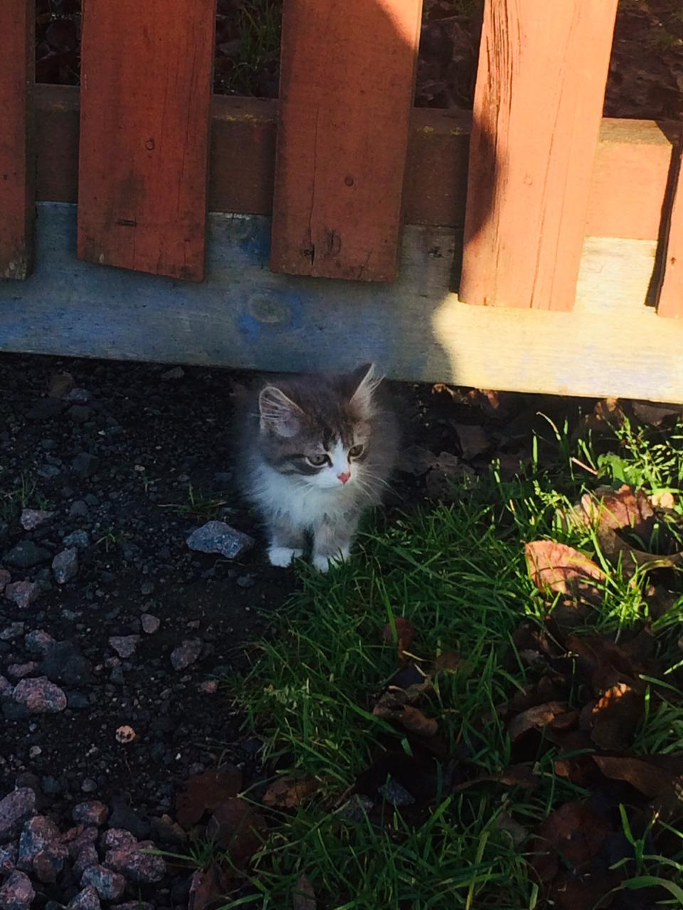 Kitten Pooh is looking for a home. Left alone at the dacha. St. Petersburg and Leningrad region. - My, cat, In good hands, No rating, Saint Petersburg, Leningrad region, Longpost