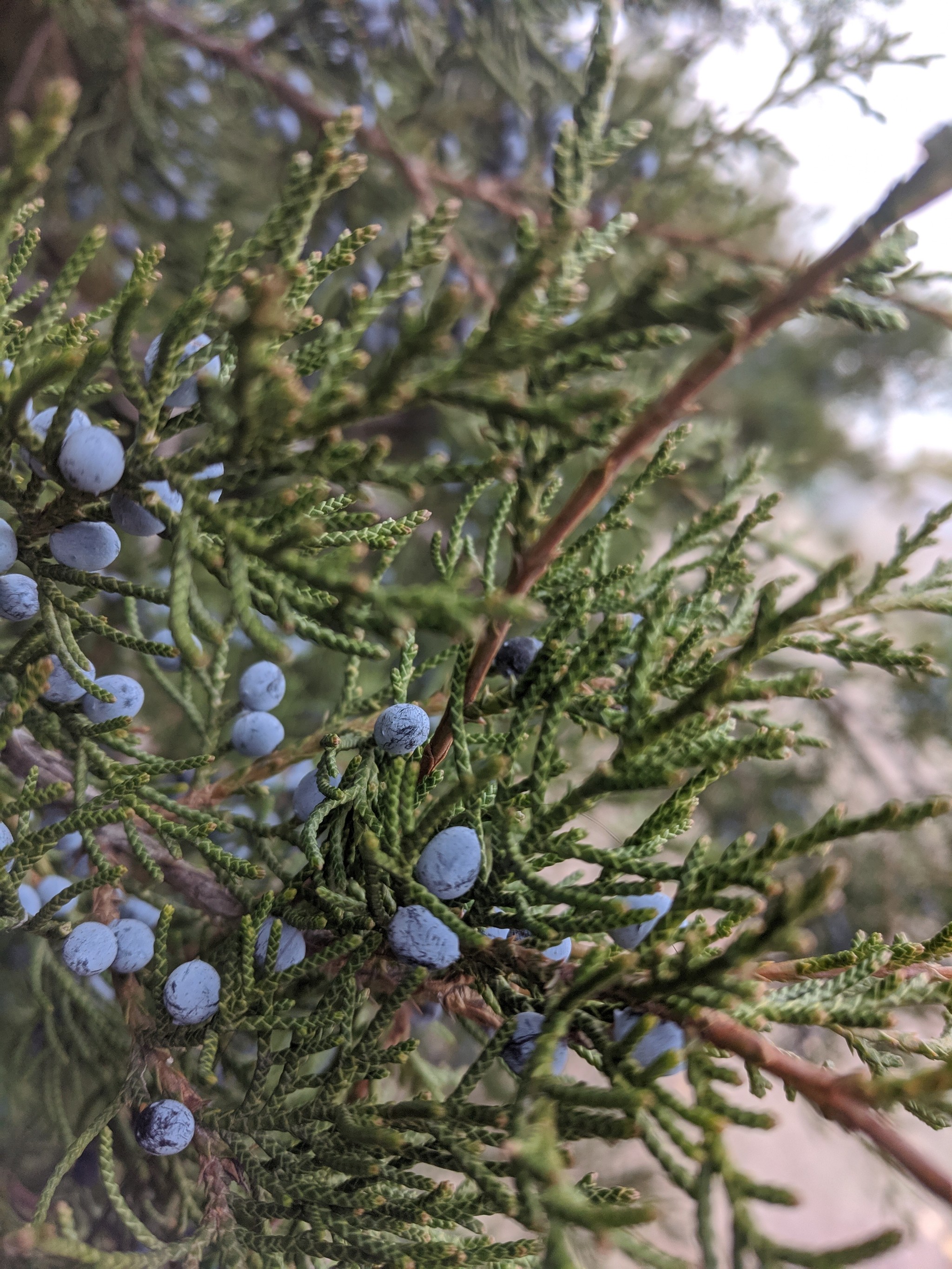 Jaké jsou výhody modrých bobulí thuja v září?
