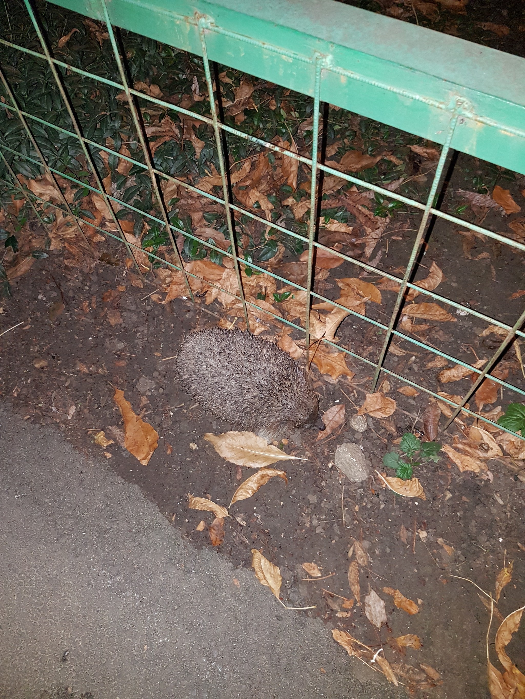 Hedgehog in the fog - My, Hedgehog, Night, Longpost