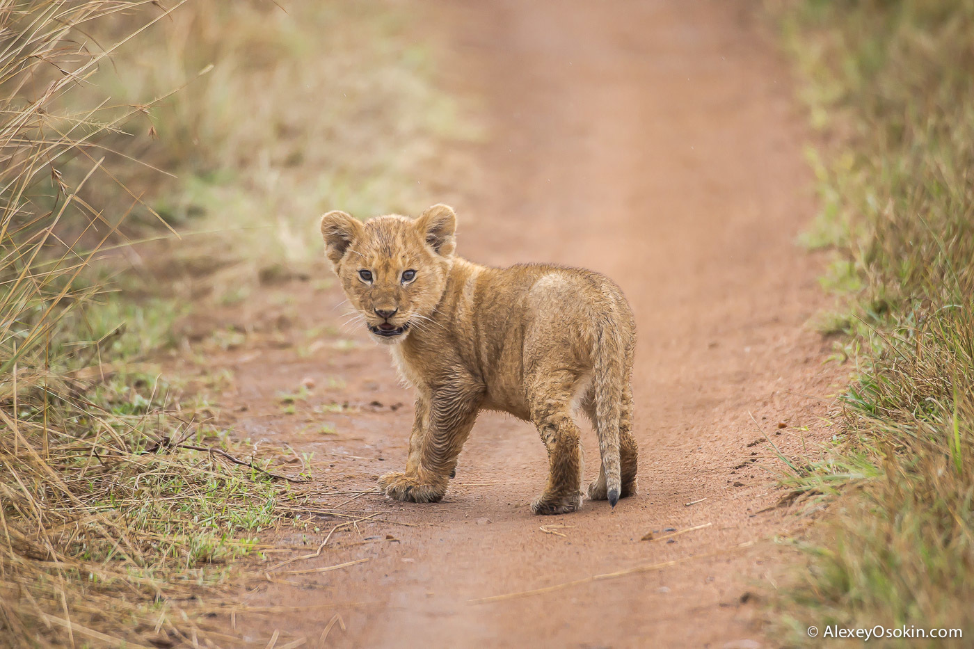 How do lion cubs differ from other kittens? - a lion, Alexey Osokin, Longpost, Lion cubs, Lioness, Wild animals, Big cats, Africa, The photo