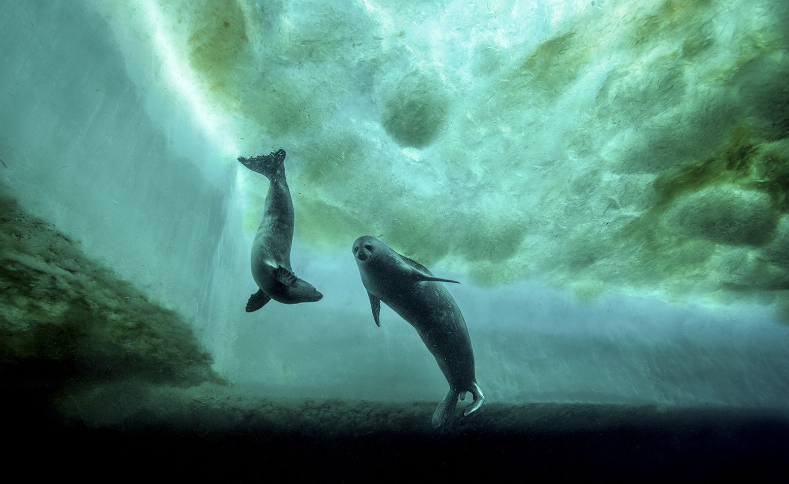 The world hidden under the ice of Antarctica - photographer Laurent Ballesta - Nature, Ocean, The photo, Longpost