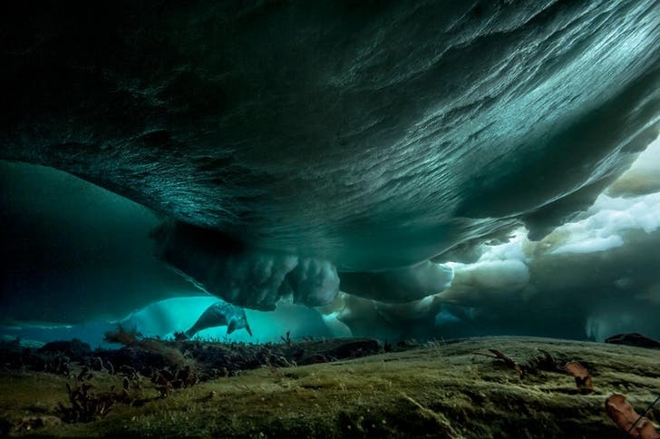 The world hidden under the ice of Antarctica - photographer Laurent Ballesta - Nature, Ocean, The photo, Longpost