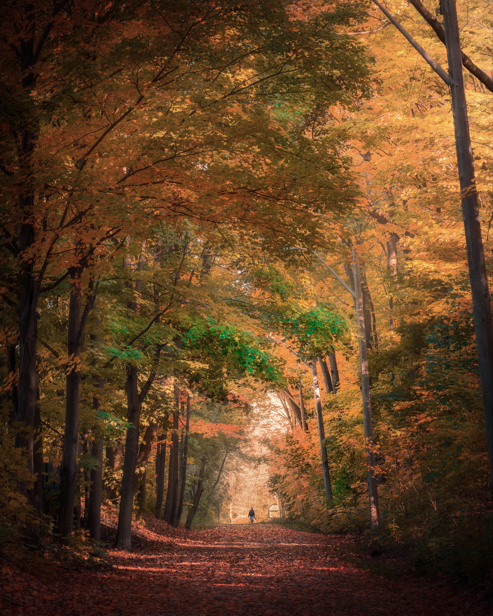 Road to autumn - The photo, Autumn, Canada, Nature, beauty, Road