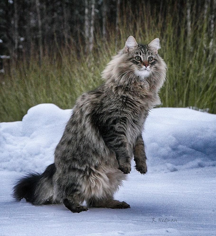 Gorgeous Norwegian Forest Cats that are huge, fluffy and love snow - cat, Norwegian Forest Cat, Snow, Finland, Longpost, PHOTOSESSION
