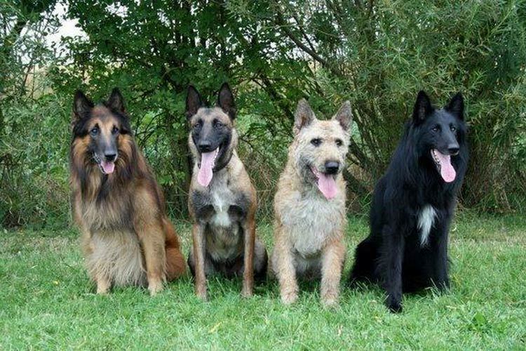 Belgian Shepherd - Dog, Breed, Dog breeds, Interesting, Description, Belgian shepherd, Malinois, Groenendael, Video, Longpost