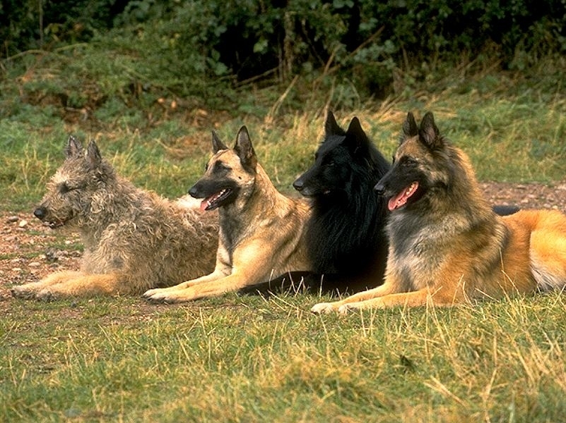 Belgian Shepherd - Dog, Breed, Dog breeds, Interesting, Description, Belgian shepherd, Malinois, Groenendael, Video, Longpost