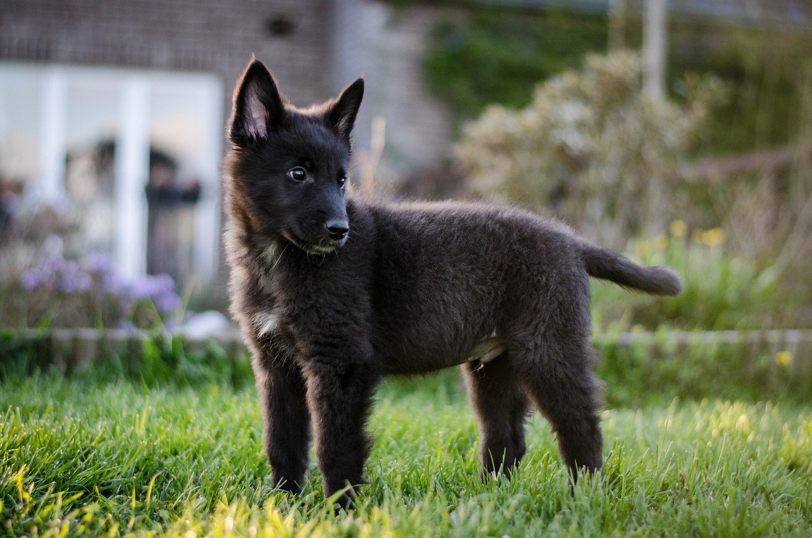 Belgian Shepherd - Dog, Breed, Dog breeds, Interesting, Description, Belgian shepherd, Malinois, Groenendael, Video, Longpost