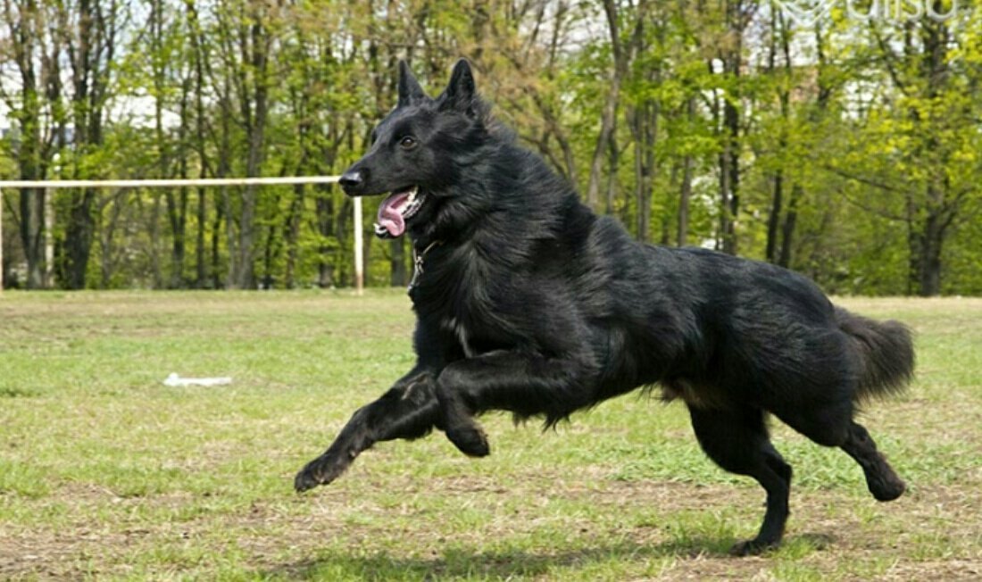 Belgian Shepherd - Dog, Breed, Dog breeds, Interesting, Description, Belgian shepherd, Malinois, Groenendael, Video, Longpost