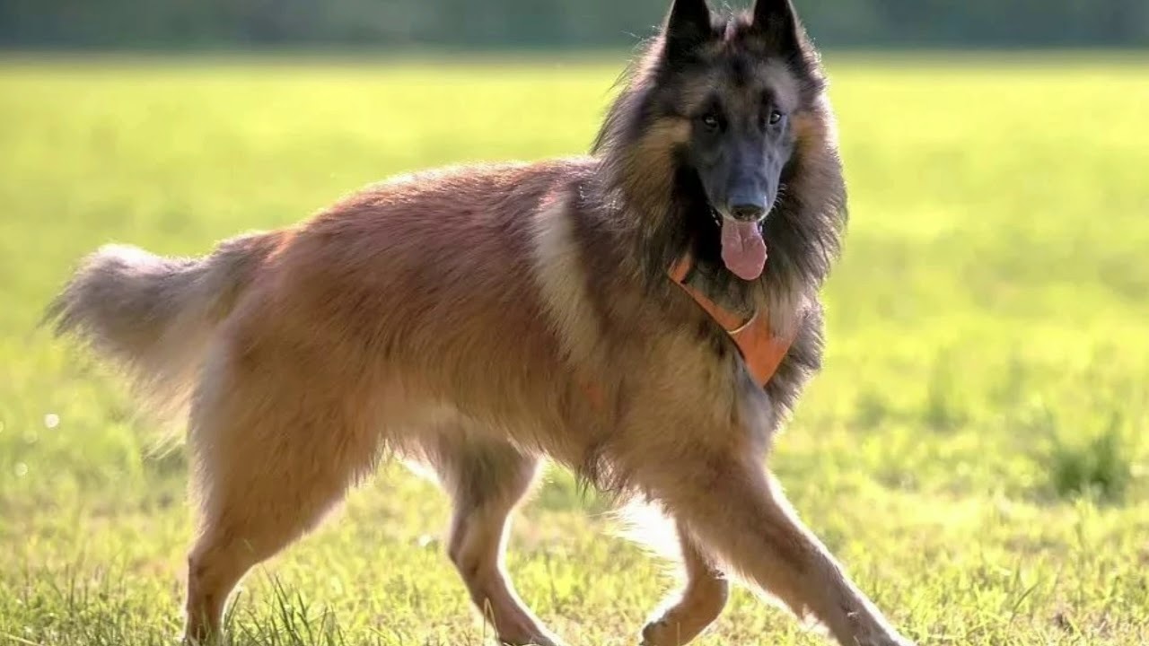 Belgian Shepherd - Dog, Breed, Dog breeds, Interesting, Description, Belgian shepherd, Malinois, Groenendael, Video, Longpost