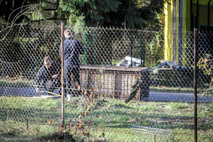 Results of the operation to rescue tigers stuck at the border - Tiger, Animals, The border, Poland, Cruelty, news, Longpost