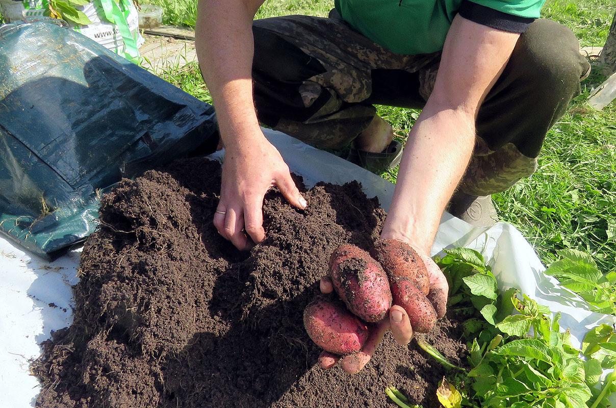 Growing potatoes in a special bag - My, Potato, Cardboard, Potatoes of Love, Longpost, cat