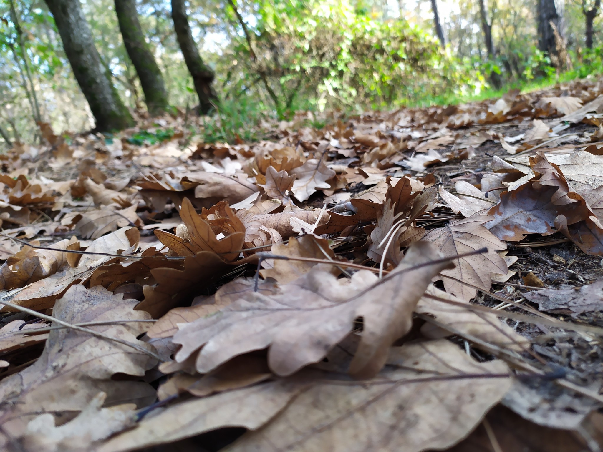 Autumn in the forest. - My, Forest, Autumn, Nature, Longpost