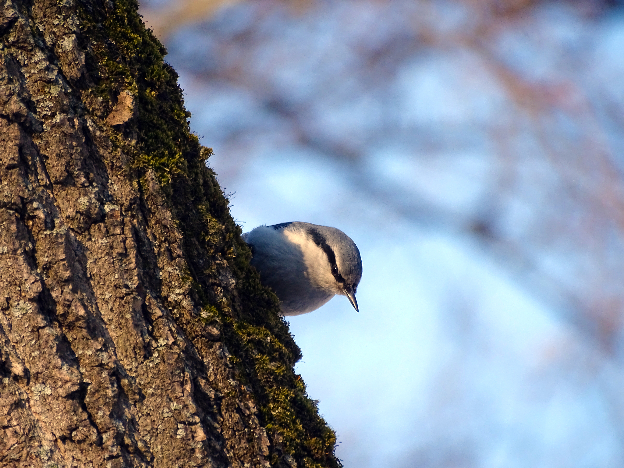 Nuthatch - My, Biology, Ornithology, Animals, Birds, Nuthatch, The photo