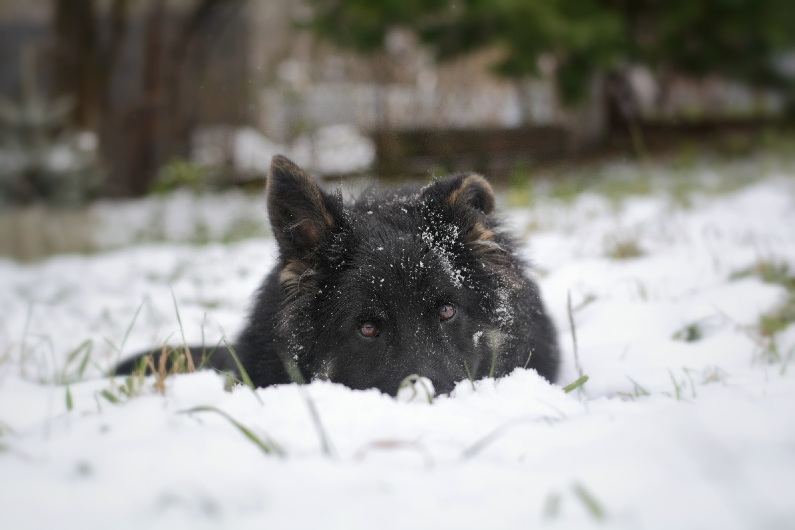 First snow - My, Dog, Snow, First snow, Longpost