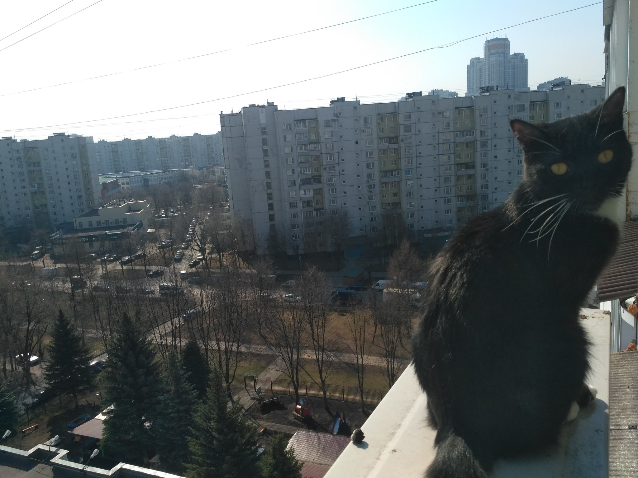 Help me find a home for the cat Moscow. - My, cat, No rating, Pets, Longpost, In good hands, Moscow, Tsaritsyno, Orekhovo