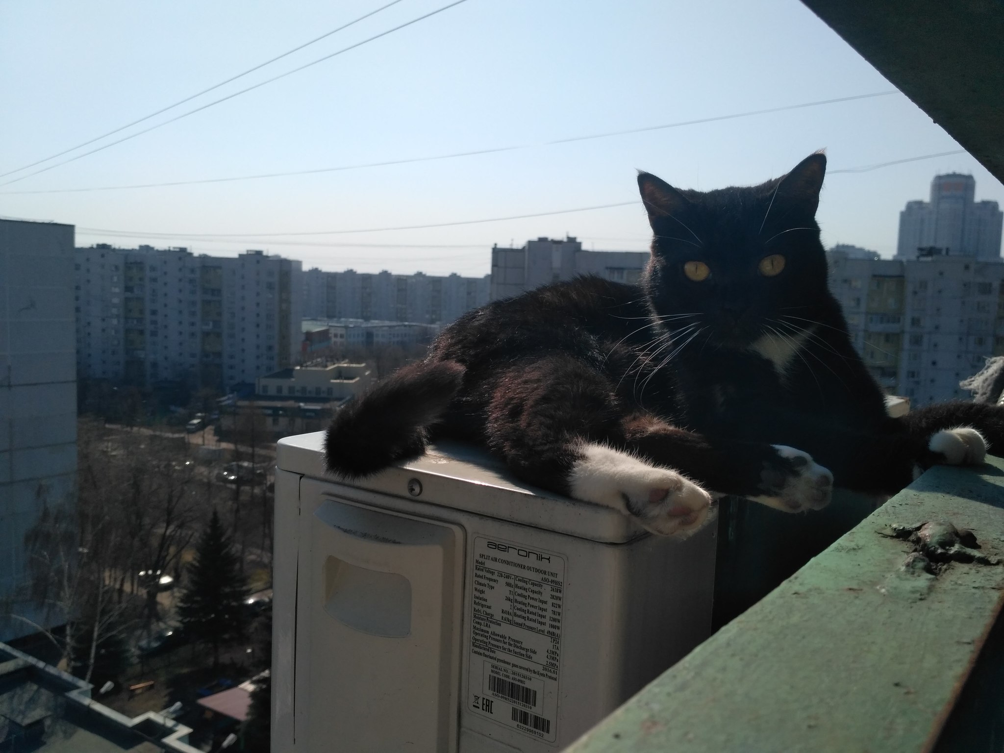 Help me find a home for the cat Moscow. - My, cat, No rating, Pets, Longpost, In good hands, Moscow, Tsaritsyno, Orekhovo