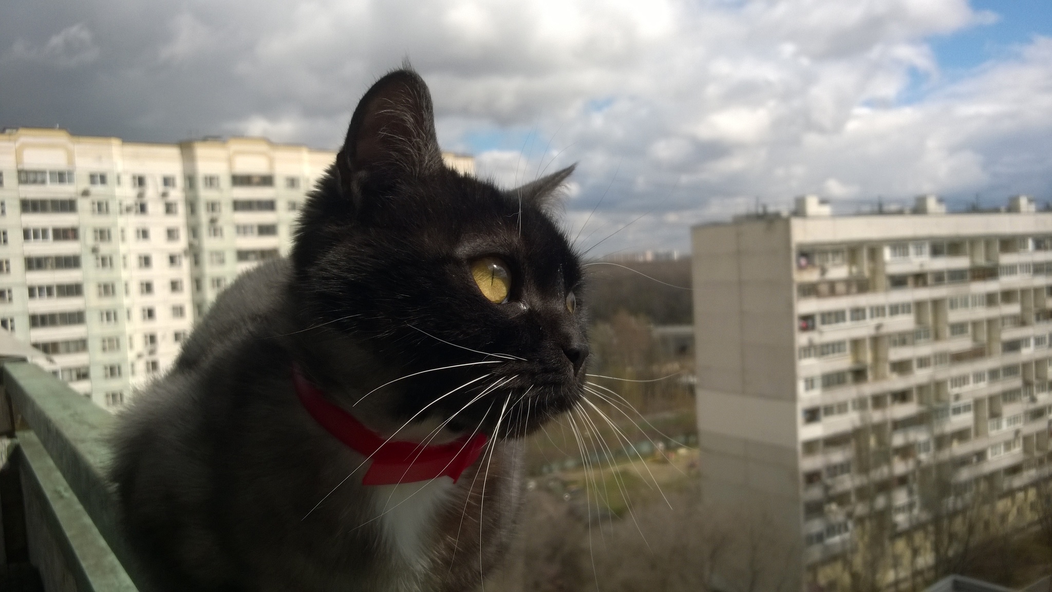 Help me find a home for the cat Moscow. - My, cat, No rating, Pets, Longpost, In good hands, Moscow, Tsaritsyno, Orekhovo