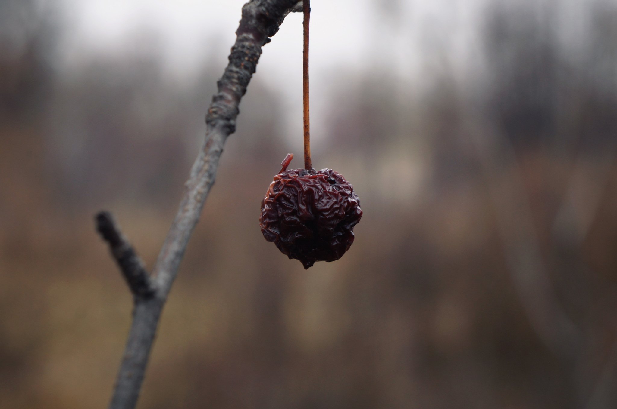 Silver Autumn - My, Autumn, Nature, October, The photo, Longpost