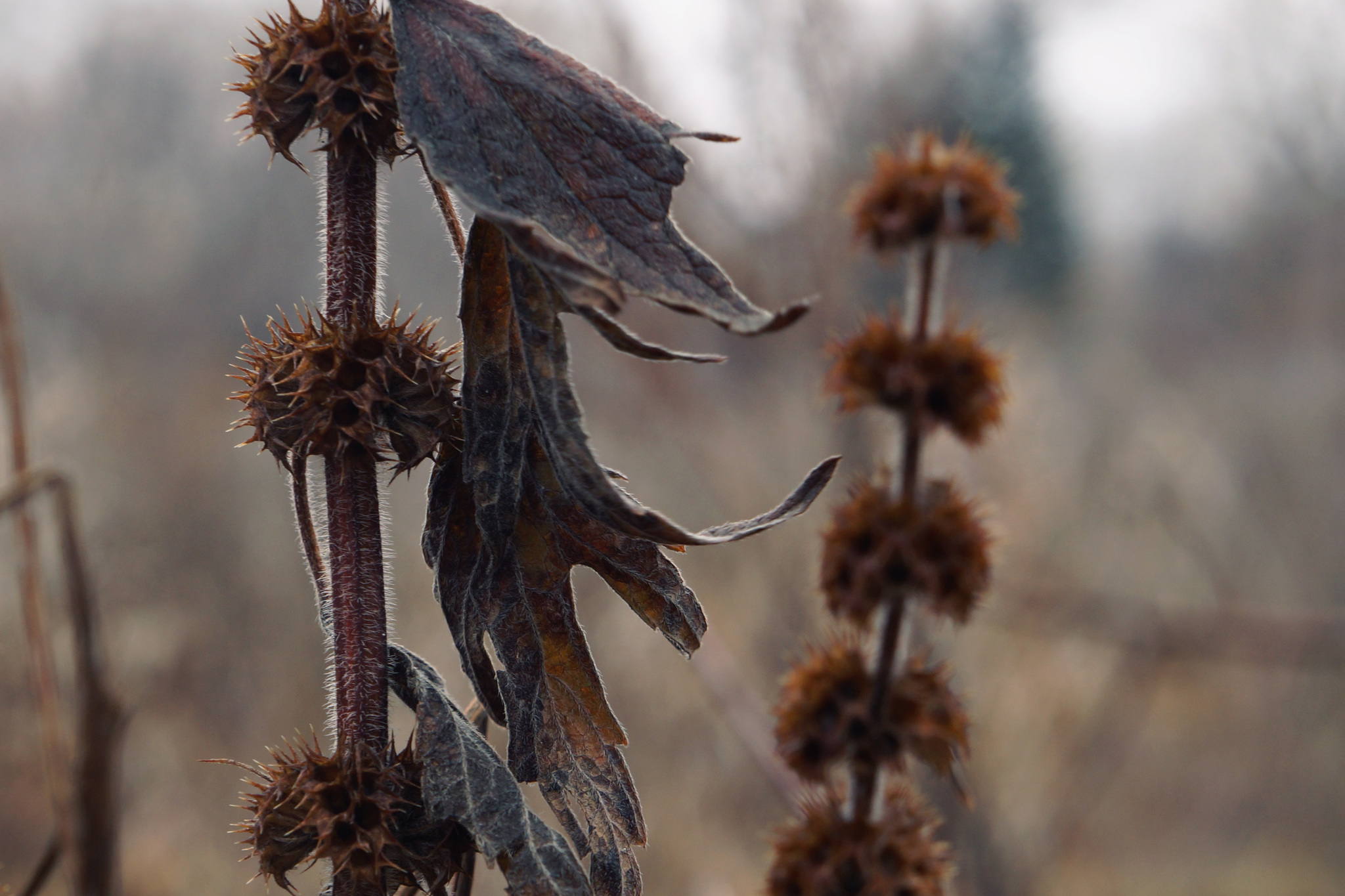 Silver Autumn - My, Autumn, Nature, October, The photo, Longpost