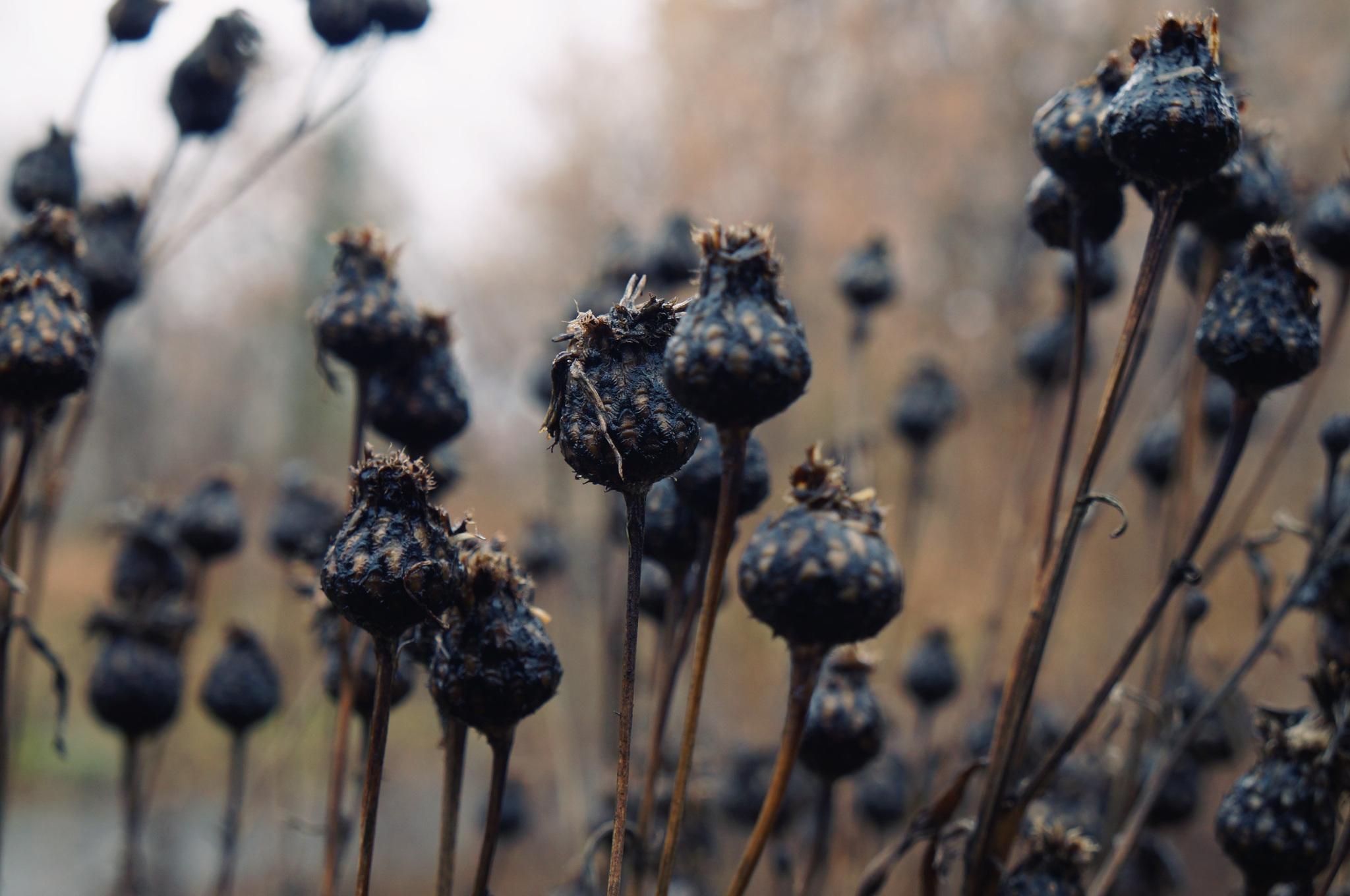 Silver Autumn - My, Autumn, Nature, October, The photo, Longpost