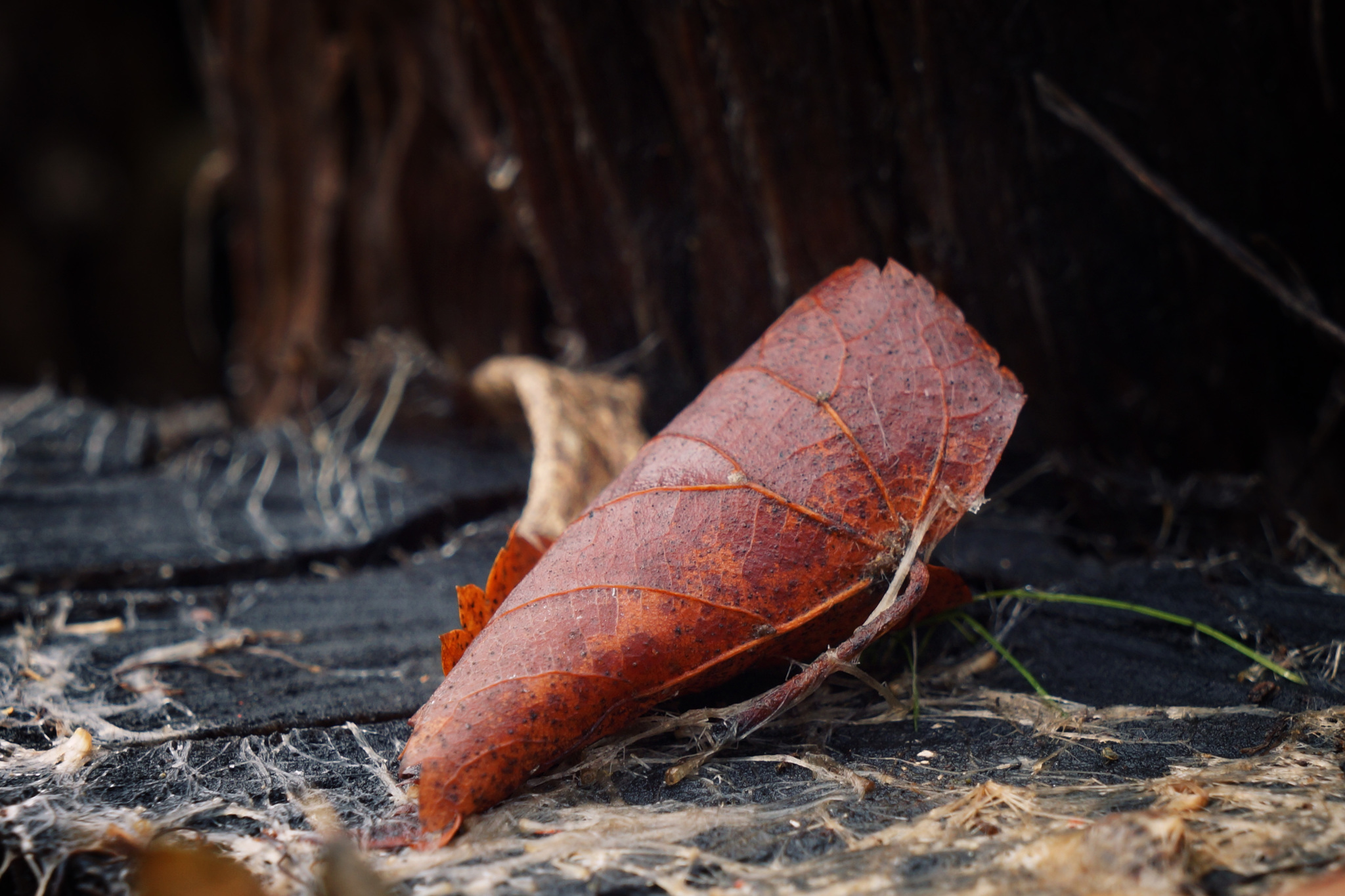 Silver Autumn - My, Autumn, Nature, October, The photo, Longpost