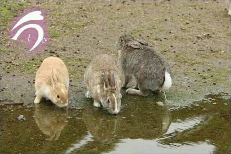 That's how we live... - Rabbit, Water, Waterhole