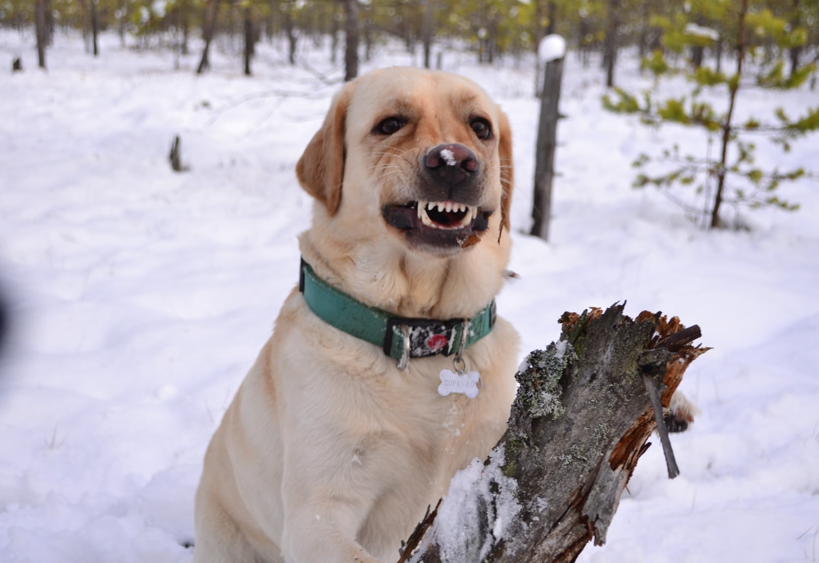 Smile! - My, Dog, Smile, First snow, Labrador