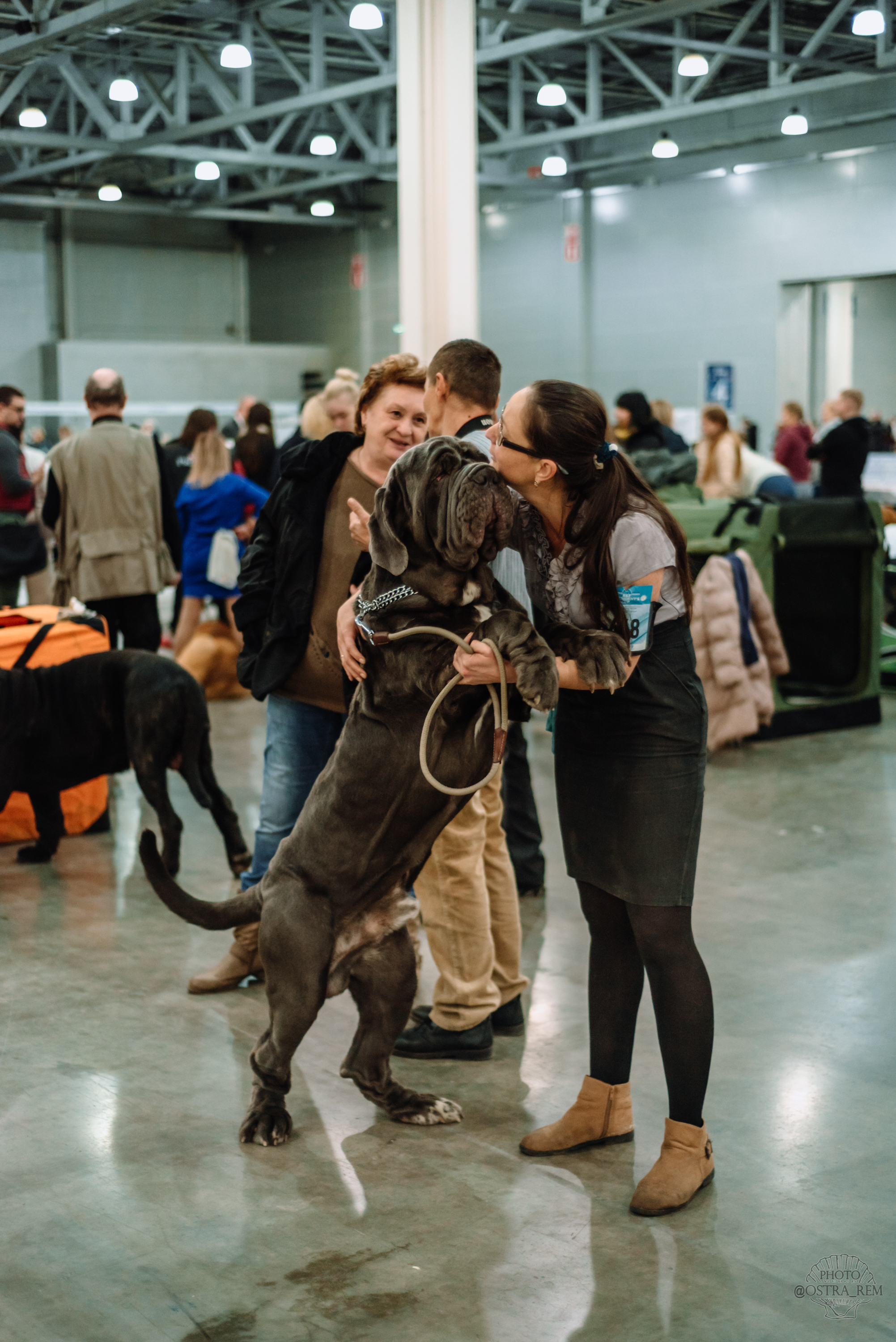 Dog show at Crocus Expo. - My, Dog, Dog breeds, The photo, Dog show, Milota, Nikon, Longpost