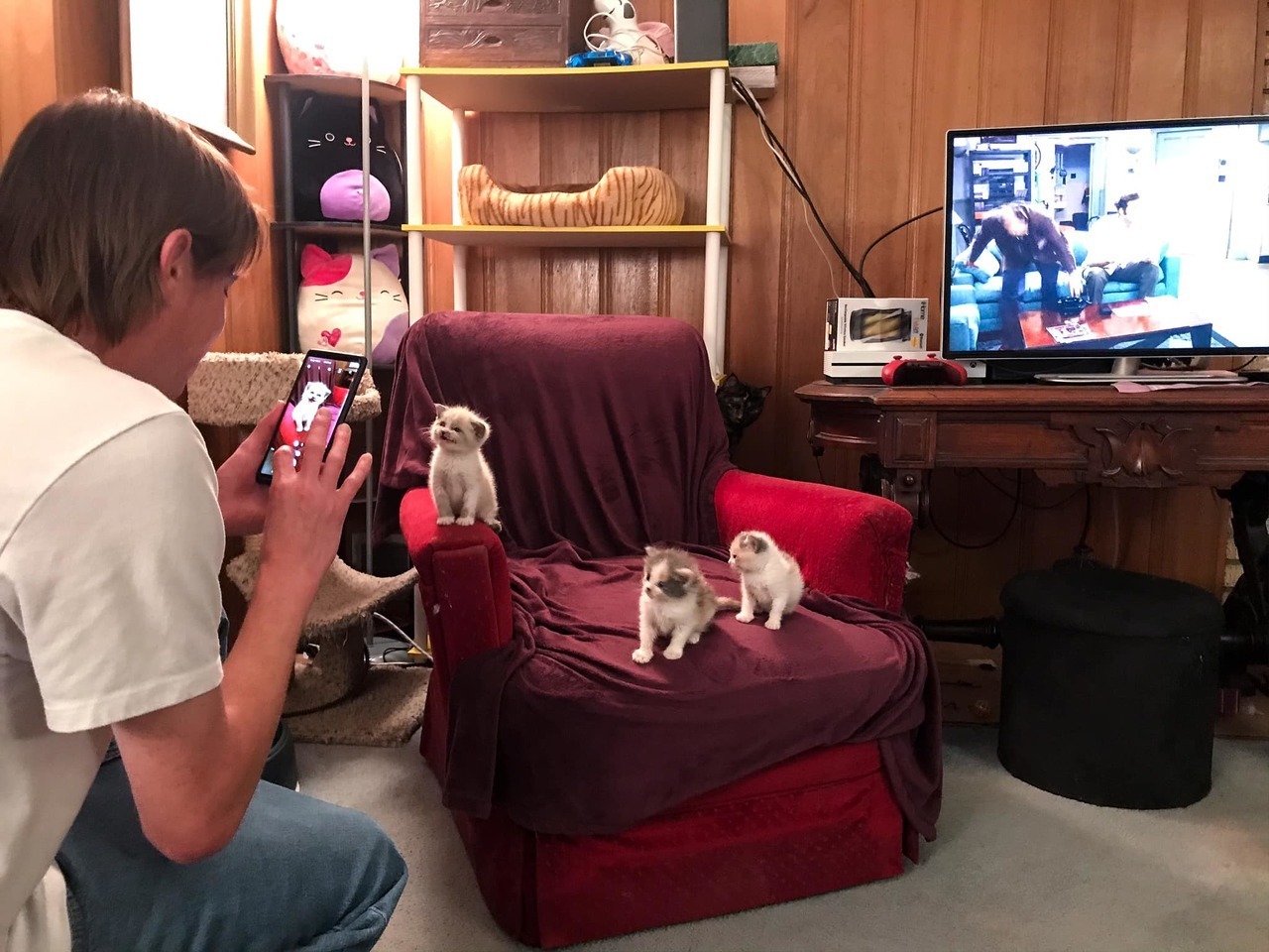 “Blossom smiles at the camera.” - Milota, Kittens, Animals, Longpost, cat