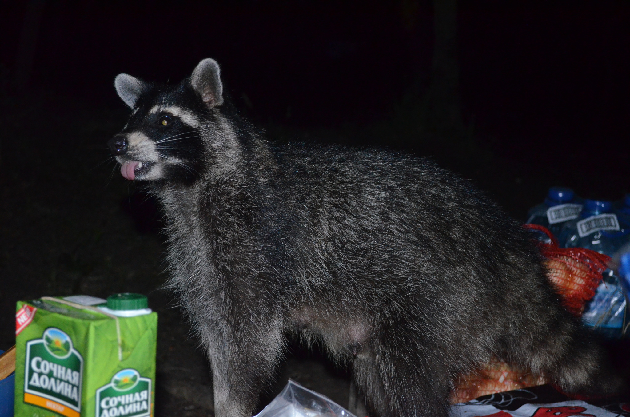 A raccoon came to visit us... - My, Raccoon, Little Raccoon, Everyone loves raccoons, Longpost