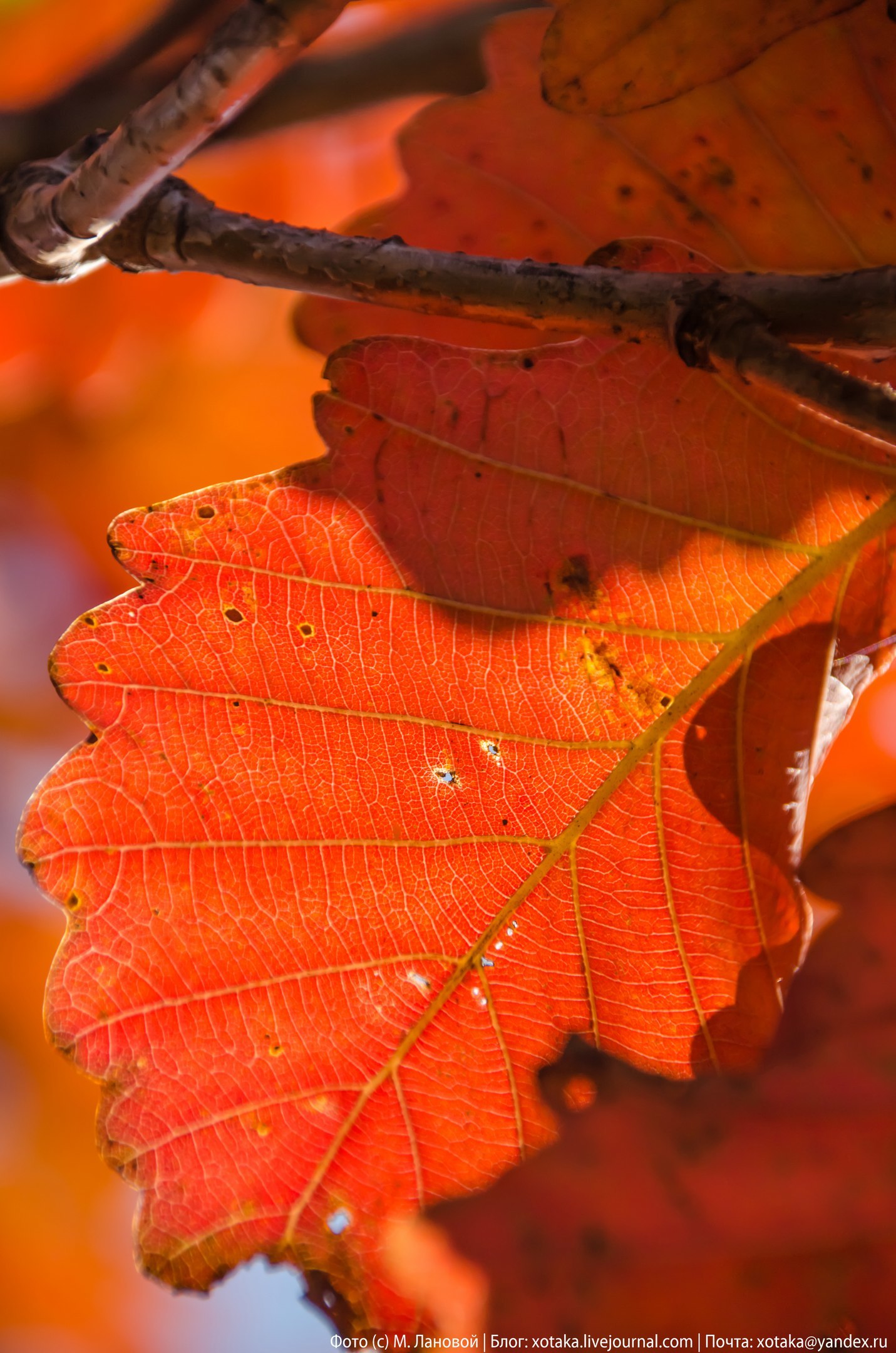 Autumn colors - My, Beginning photographer, The photo, Close-up, Autumn, Autumn leaves, Leaves, Nature, beauty of nature, Longpost