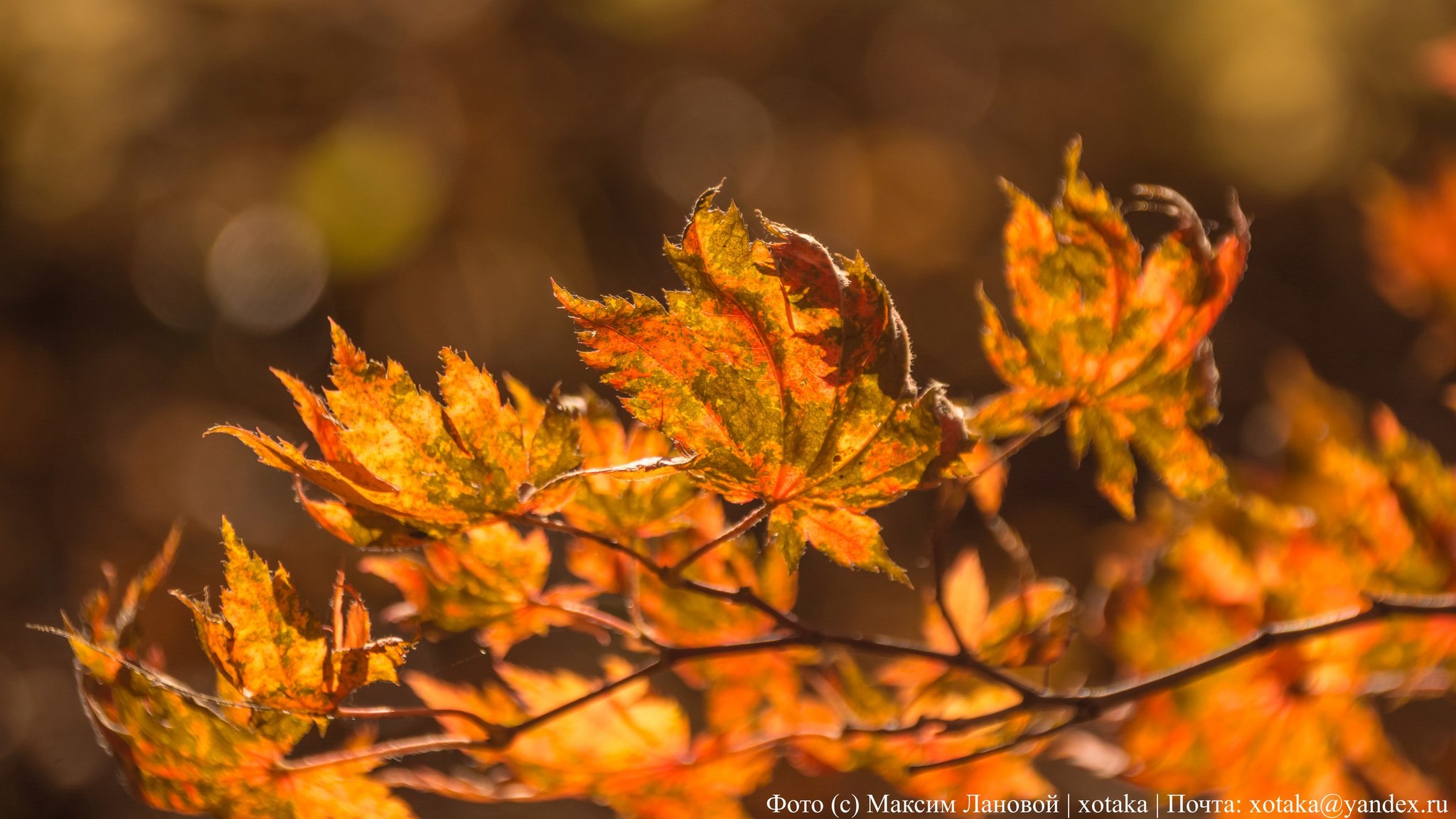 Autumn colors - My, Beginning photographer, The photo, Close-up, Autumn, Autumn leaves, Leaves, Nature, beauty of nature, Longpost