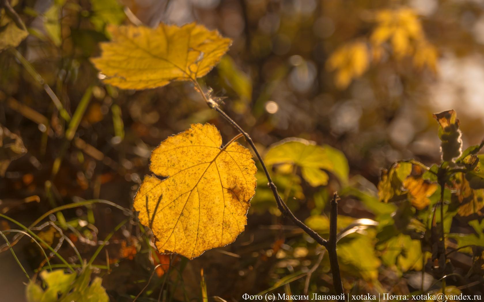 Autumn colors - My, Beginning photographer, The photo, Close-up, Autumn, Autumn leaves, Leaves, Nature, beauty of nature, Longpost