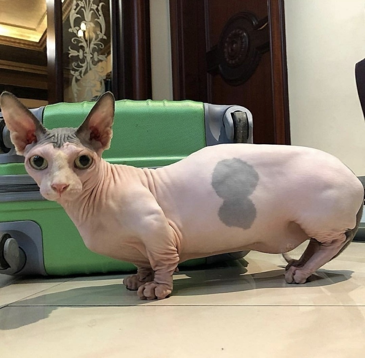 Munchkin Sphinx. Now you've seen everything - cat, Sphinx, Munchkin