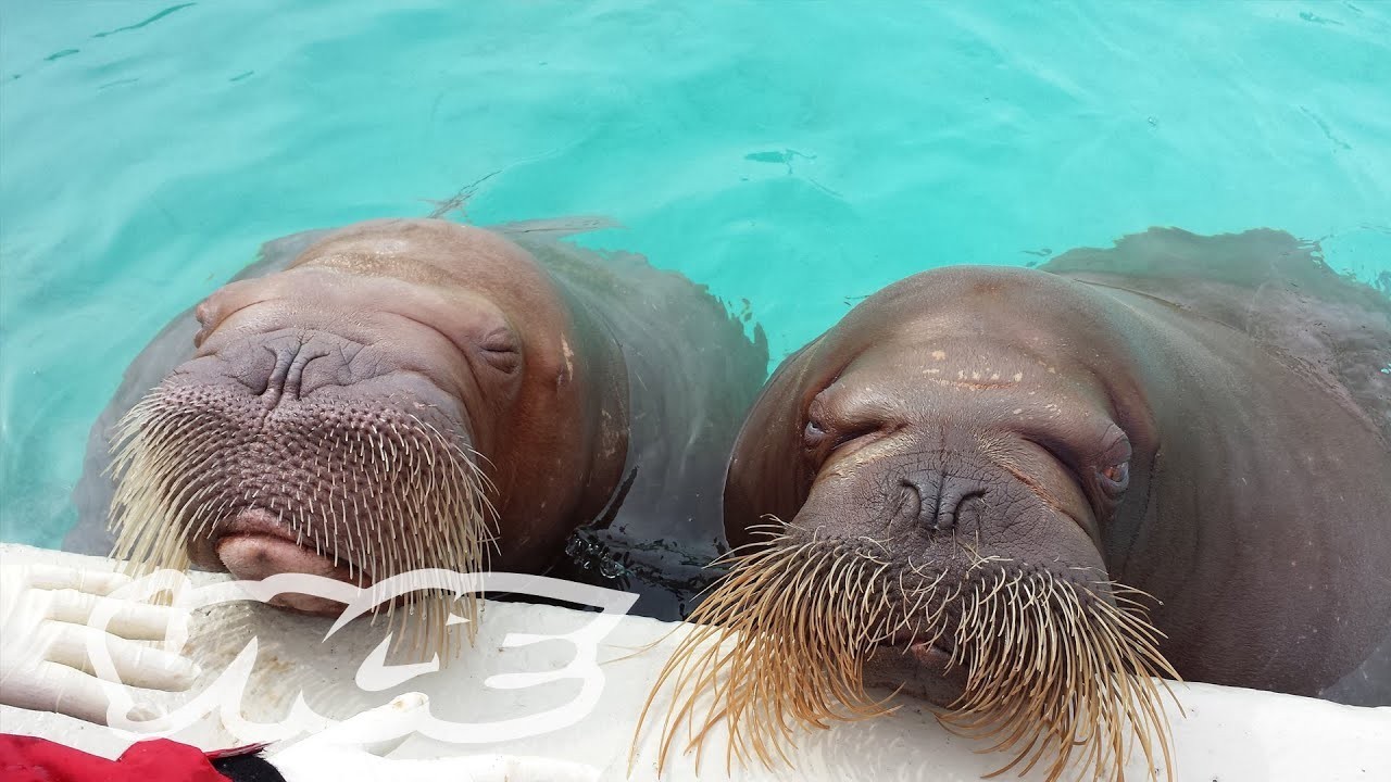 A little about walruses - Walruses, Facts, Video, Longpost