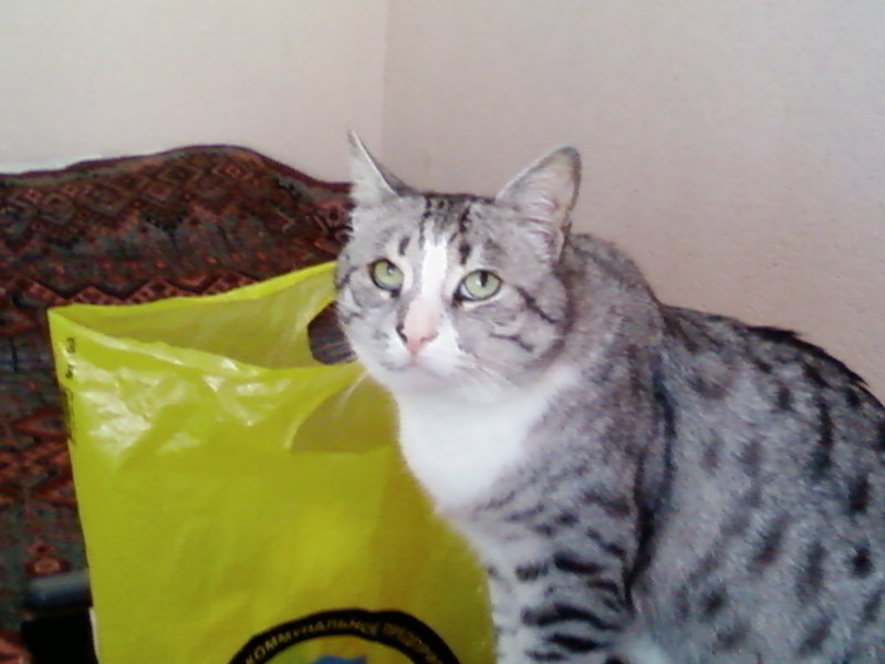 Timka, my other cat - My, cat, Sadness, Remember, Pets, Catomafia, Longpost