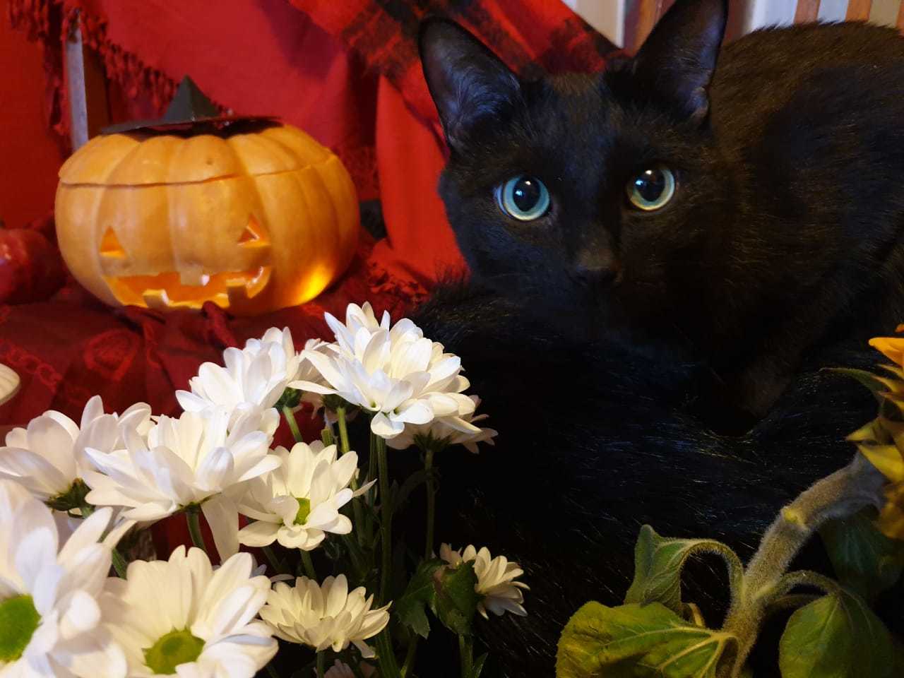 Black cat - My, cat, Halloween, Catomafia