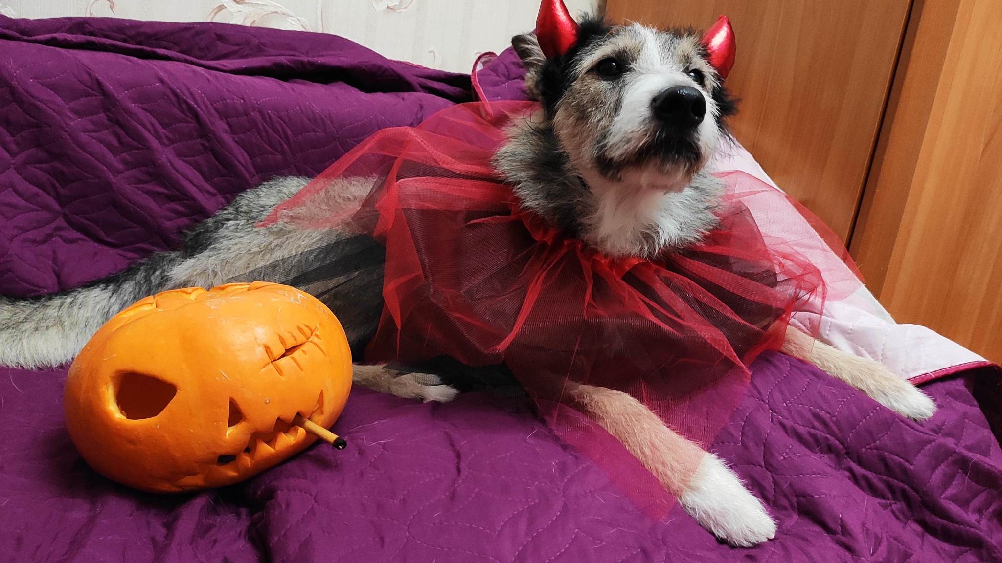 You were supposed to be intimidating... - My, Dog, Halloween, PHOTOSESSION, Longpost