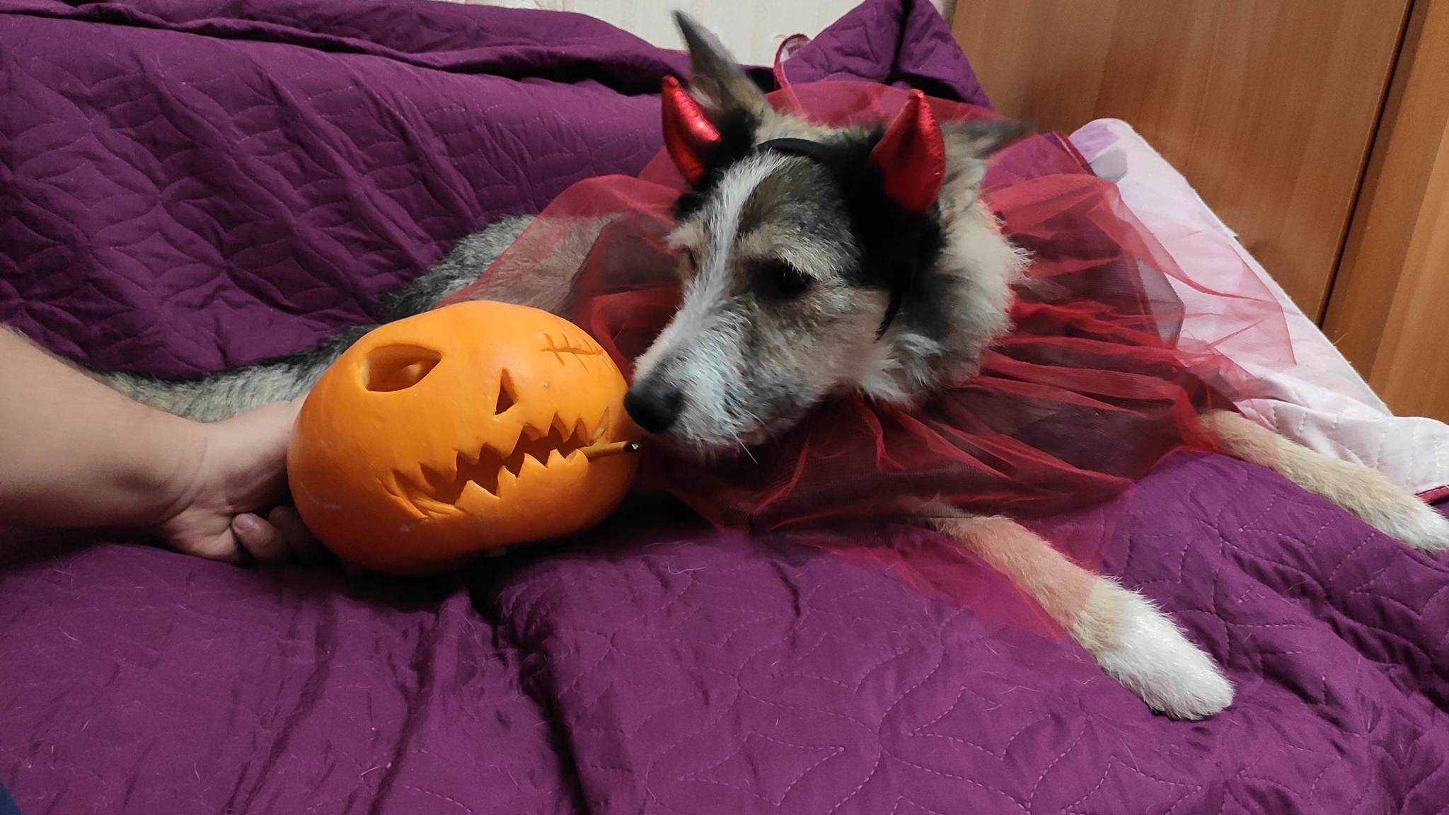 You were supposed to be intimidating... - My, Dog, Halloween, PHOTOSESSION, Longpost