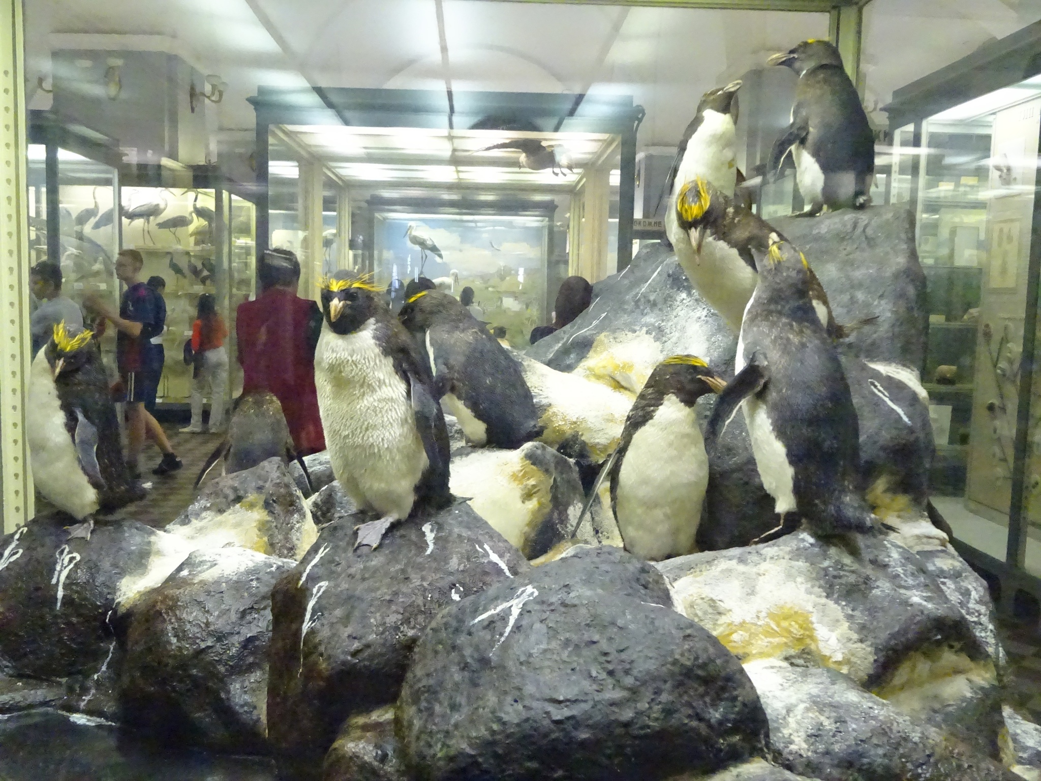 Zoological Museum of the Russian Academy of Sciences, St. Petersburg. Part 2 - My, Zoological Museum, Saint Petersburg, Museum, Video, Longpost